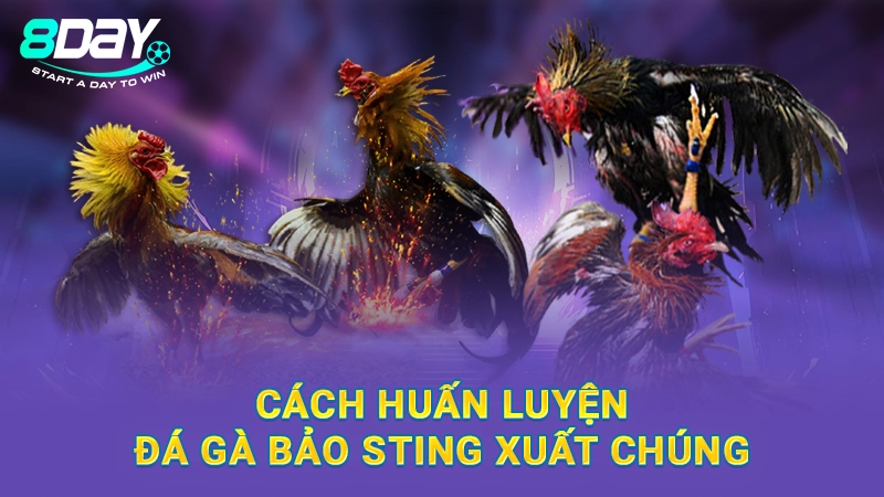 Đá Gà Bảo Sting - Sư Kê Nổi Tiếng, Chơi Chọi Gà Độc Đáo 2 Cách huấn luyện đá gà Bảo Sting xuất chúng