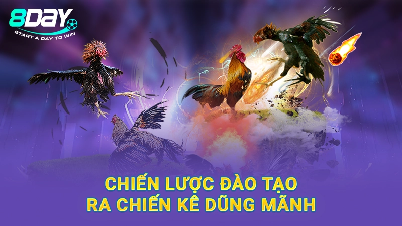 Đá Gà Bảo Sting - Sư Kê Nổi Tiếng, Chơi Chọi Gà Độc Đáo 3 Chiến lược đào tạo ra chiến kê dũng mãnh