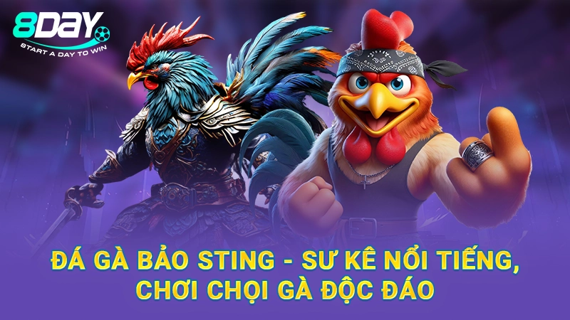 Đá Gà Bảo Sting - Sư Kê Nổi Tiếng, Chơi Chọi Gà Độc Đáo