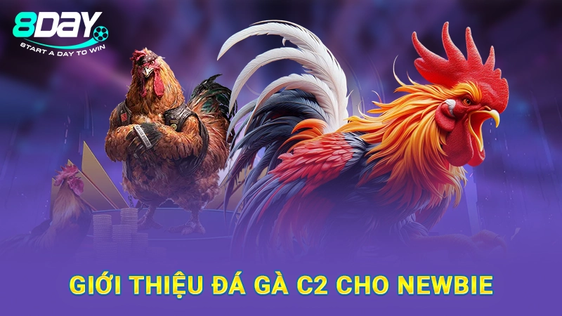 Đá Gà C2 8Day - Giới Thiệu Từ A Đến Z Cho Hội Viên Mới 1 Giới thiệu đá gà C2 cho newbie