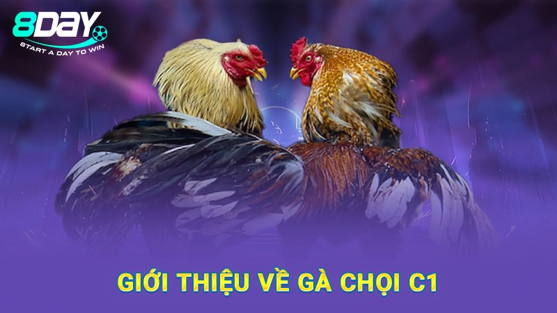 Cách Nuôi Gà Chọi C1 Hiệu Quả, Cực Chuẩn Từ Chuyên Gia 1 Giới thiệu về gà chọi C1