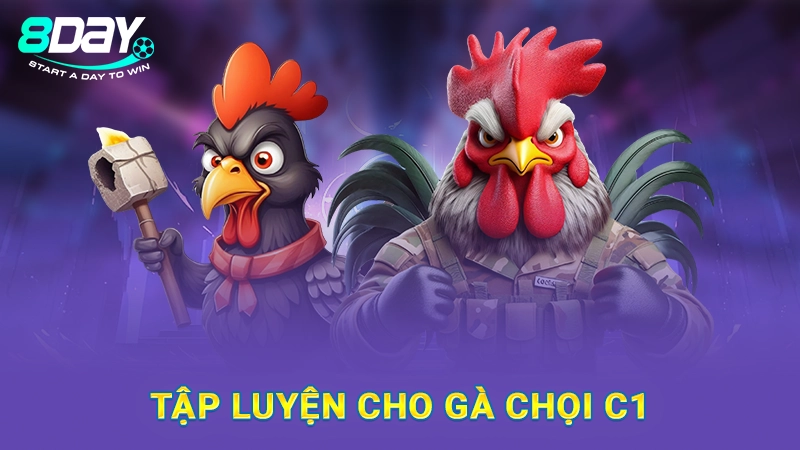 Cách Nuôi Gà Chọi C1 Hiệu Quả, Cực Chuẩn Từ Chuyên Gia 3 Tập luyện cho gà chọi C1
