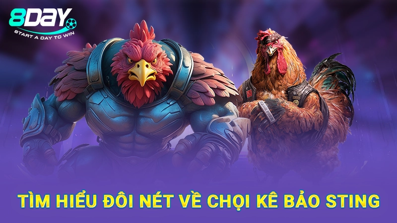 Đá Gà Bảo Sting - Sư Kê Nổi Tiếng, Chơi Chọi Gà Độc Đáo 1 Tìm hiểu đôi nét về chọi kê Bảo Sting