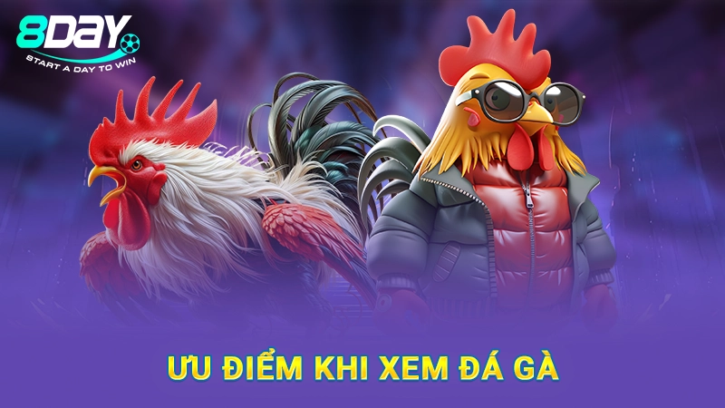 Ưu điểm khi xem đá gà
